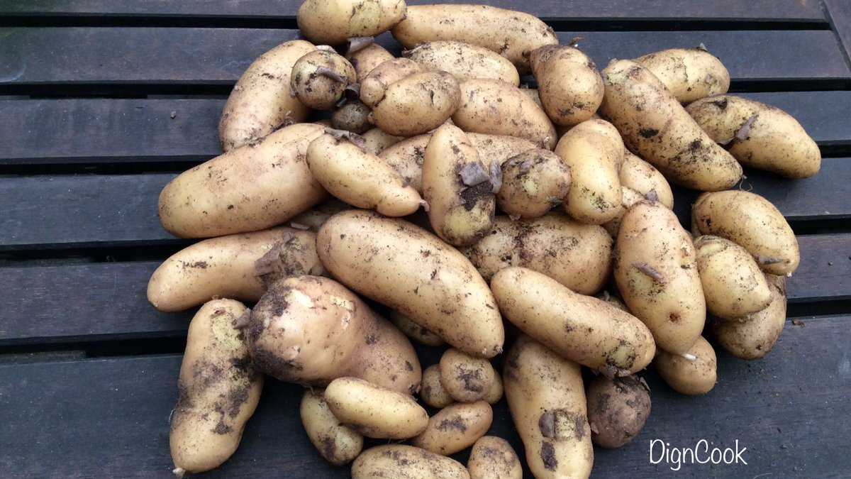Dig_n_Cook's tweet photo. Just dug out these kipfler potatoes after work today! 😁😁😁
#GoHomeOnTimeDay #WorkLifeBalance https://t.co/Brn9GEEozR