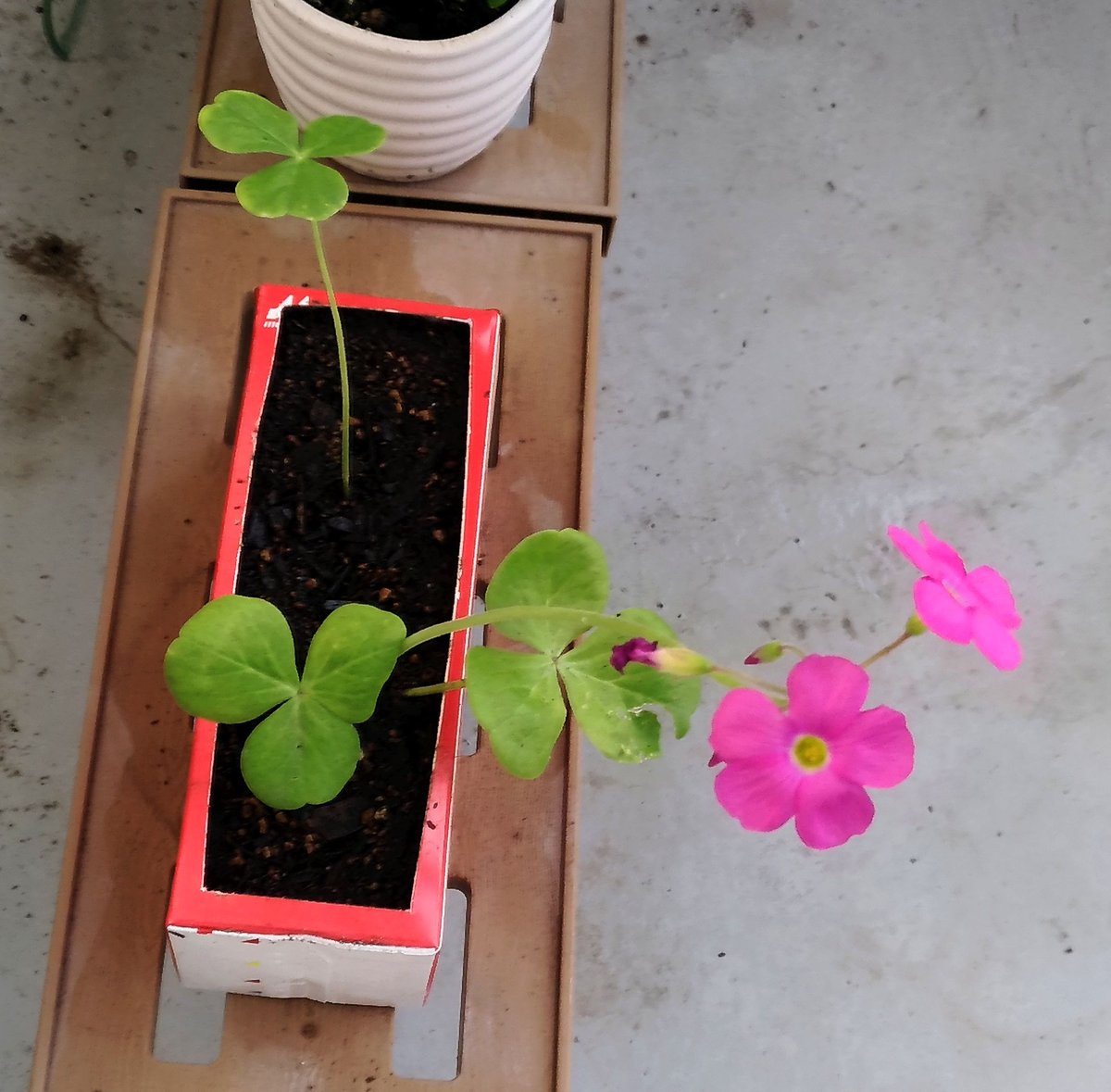 こころんグリーン 空き地のオキザリスを植え替えた牛乳パックプランターです 今は 花がシャンと直立しています 少しすると しなだれてしまいます オキザリス 牛乳パックプランター 直立 秋の花 秋 園芸品種 園芸 ガーデニング 熊本市南区