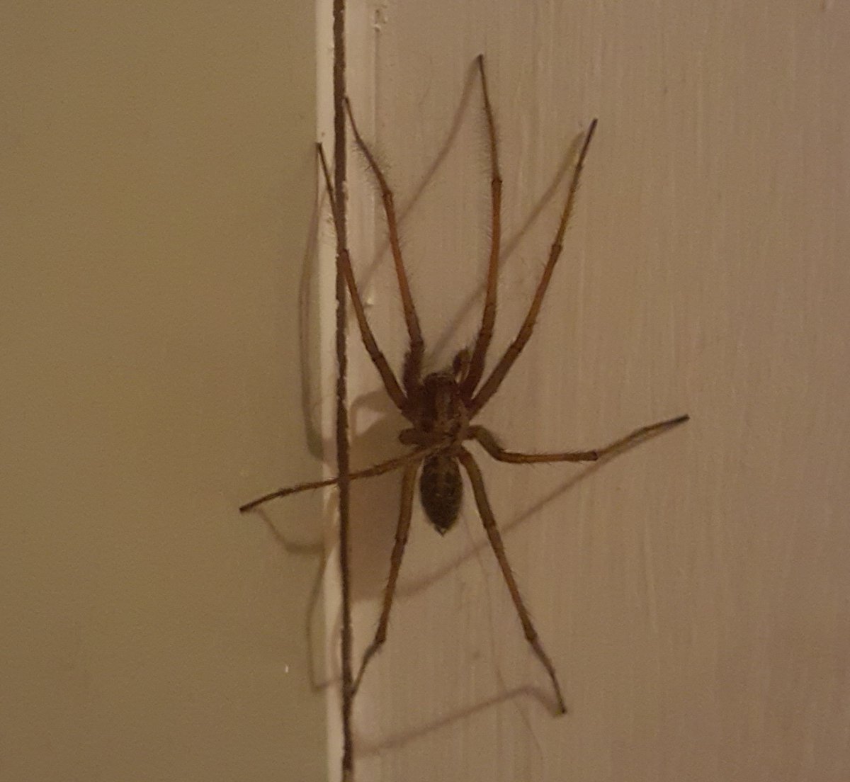 constantunusual's tweet photo. I move the spider
from the bath, both know I will
again tomorrow

#LockdownHaiku https://t.co/cnktFY05gr