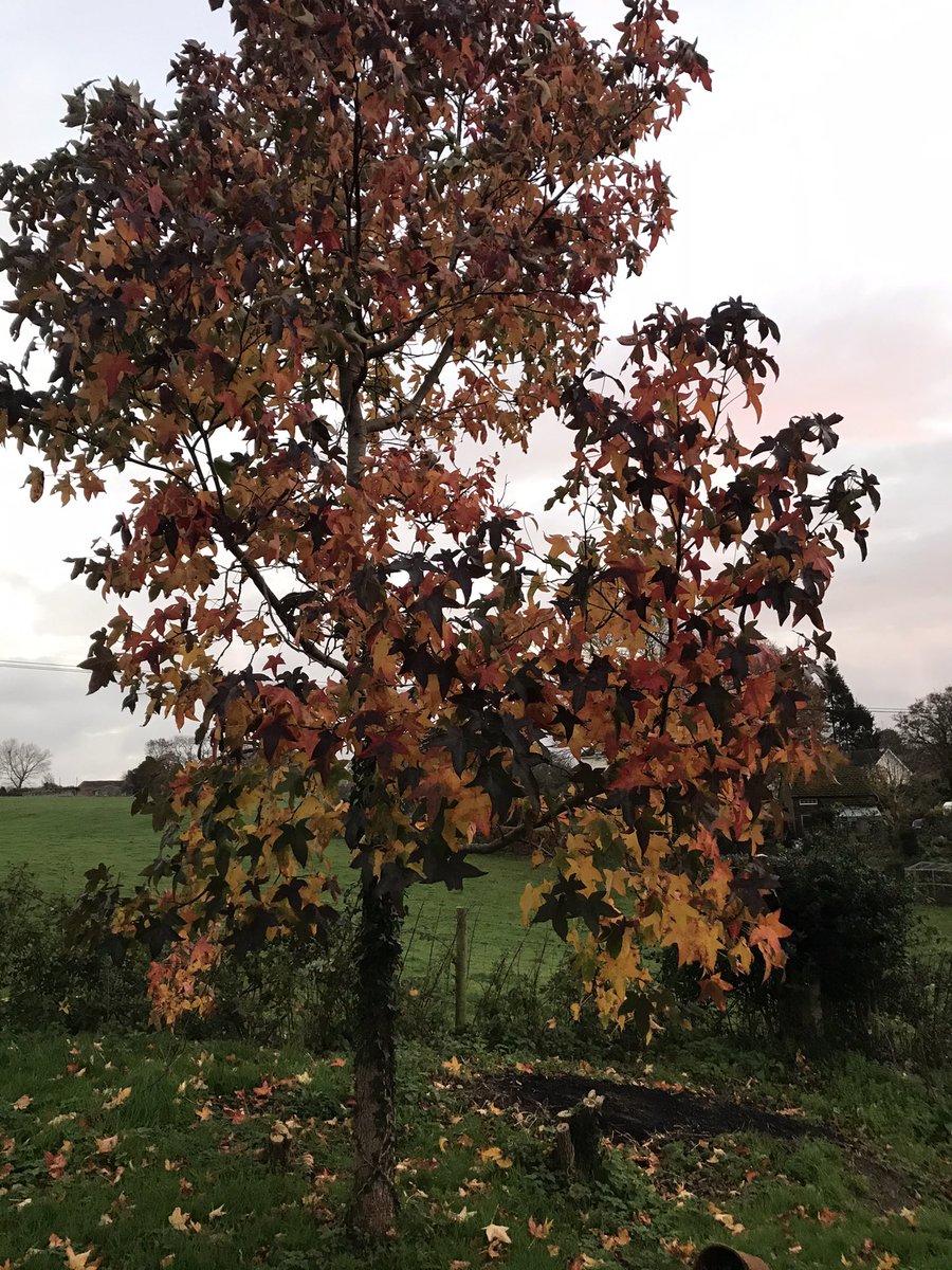 Couch to 5k (on cross-trainer) followed by morning pilates in the garden  #FELSGetOutside #FELSRunClub