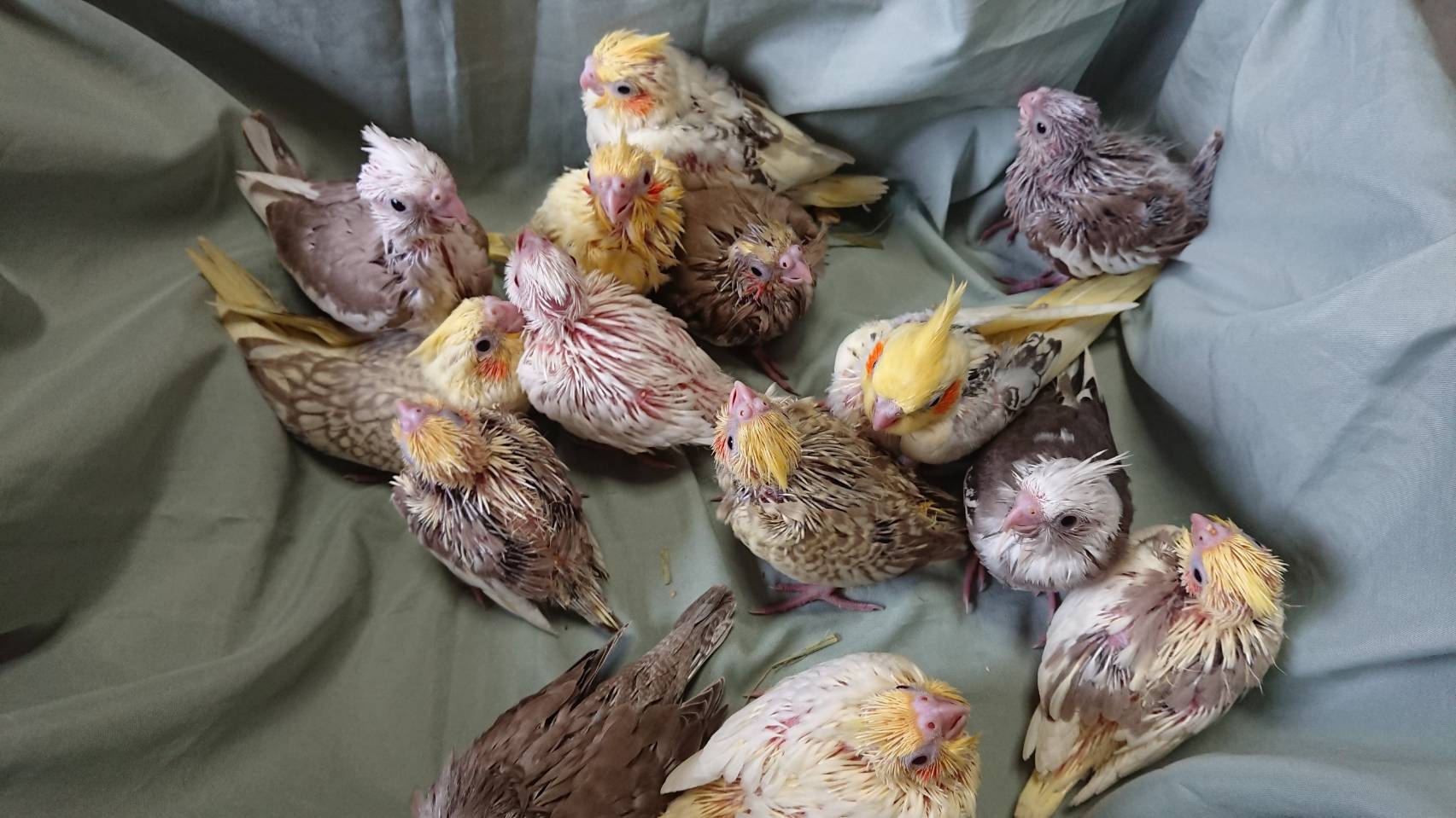 羽衣セキセイインコ販売 Twitter Search Twitter