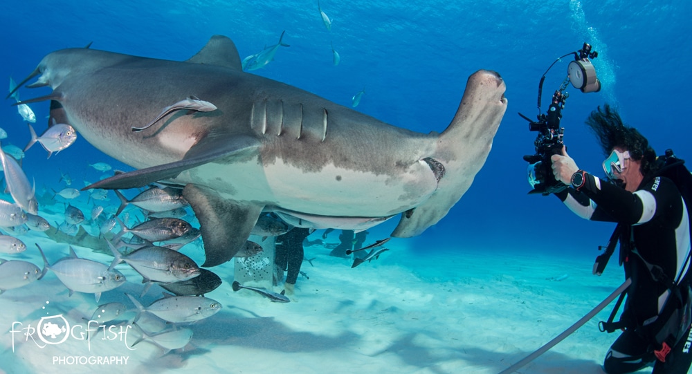 Scubaverse tweet media