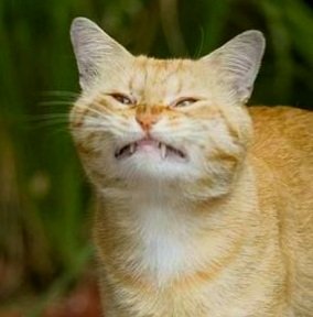 General Hux as cats (@huxascats) on Twitter photo 
