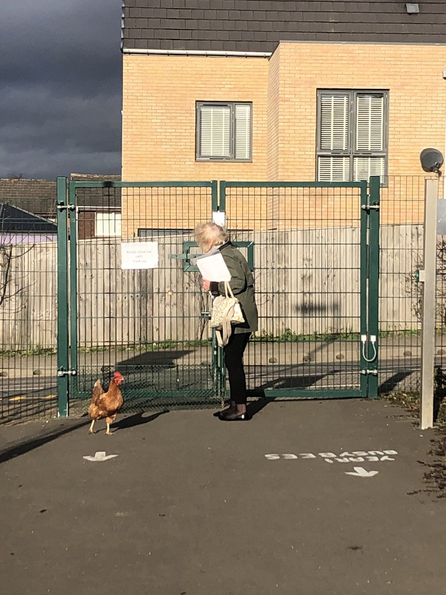 RavensworthTer's tweet image. One of the chickens escorting our Chair of Governors Mrs Davidson off the premises today! 🐓😂 @ChickensofR
