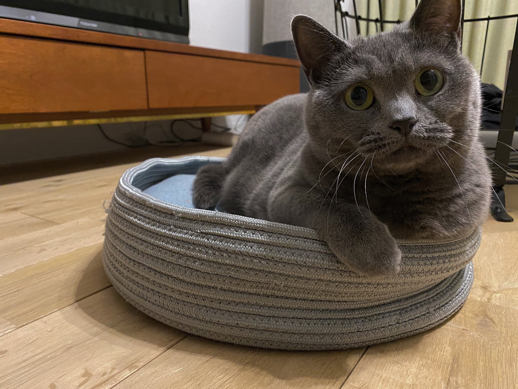 えみち 柴咲コウのロシアンブルーのクレアちゃんかわいいけどうちのシャルトリューのクレオちゃんもかわいくてよ T Co E7xq8cfgvm Twitter