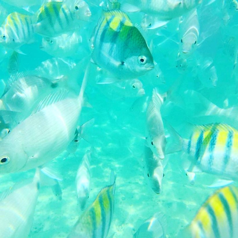 You’ve made it half way through the week! “Just keep swimming, just keep swimming...” 🐠 #bermuda #tobaccobay #wednesday #fish #justkeepswimming