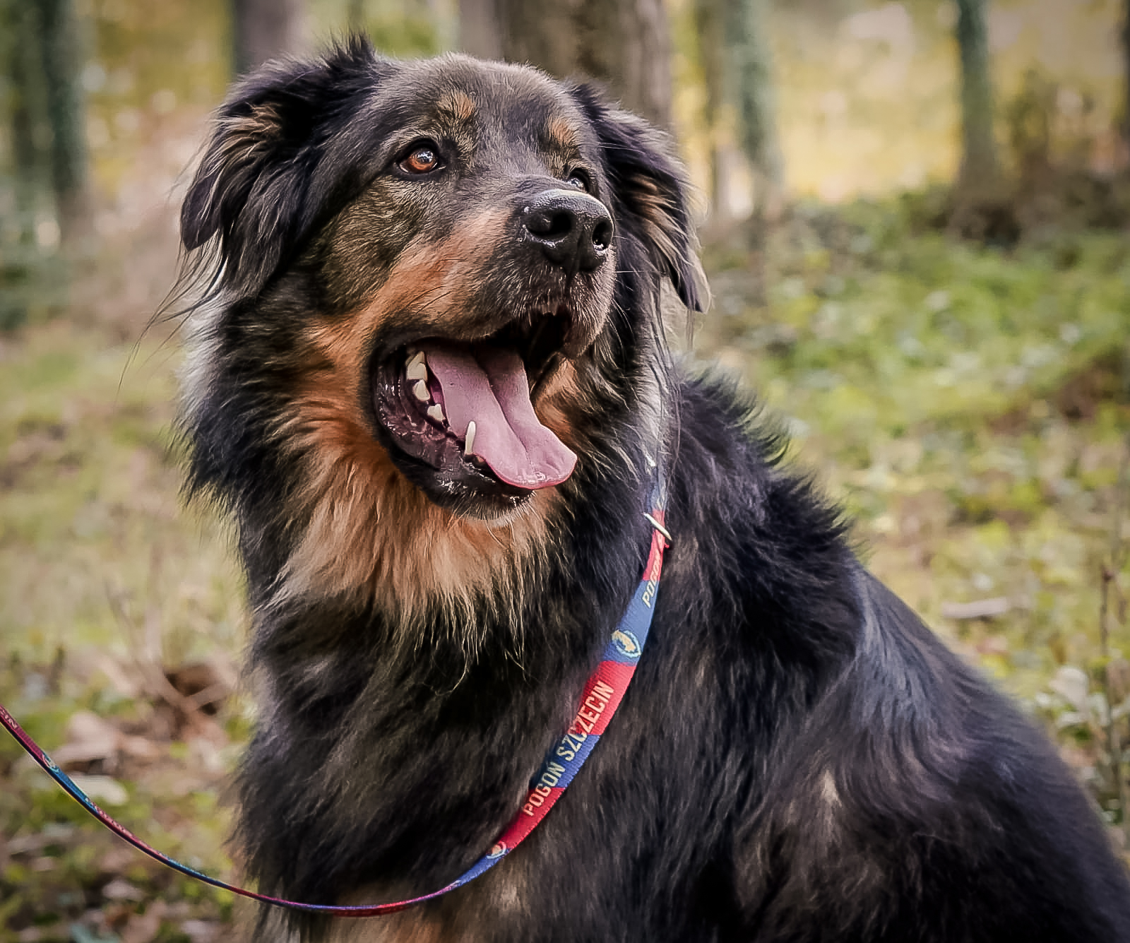 Pogon Szczecin On Twitter Mamy Cos Dla Granatowo Bordowych Czworonogow Do Naszego Sklepu Trafily Wlasnie Stylowe Bandany Obroze Oraz Smycze W Barwach Pogoni Szczecin Tak Aby Wasi Najlepsi Przyjaciele Dumnie Prezentowali Sie