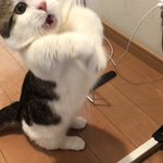 この表情の差よw猫のおもちゃを掴めた時と掴めなかった時の顔!