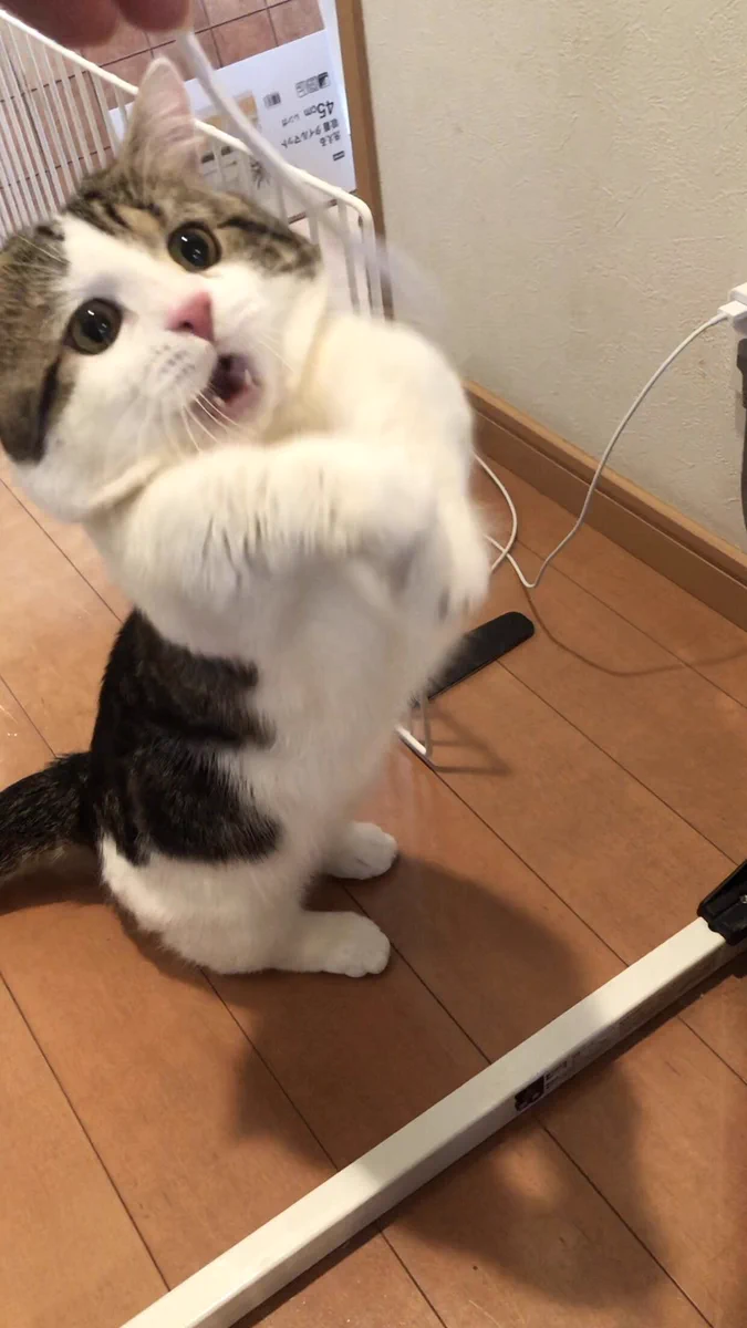 この表情の差よｗｗ猫のおもちゃを掴めた時と掴めなかった時の顔！