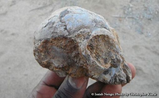 Almost Human? The Fascinating Story of Ape Evolution - The Happy Dog - Thu Nov 19 tinyurl.com/y52hopd2 <a href="/HappyDog58/">Rinus⛩</a>