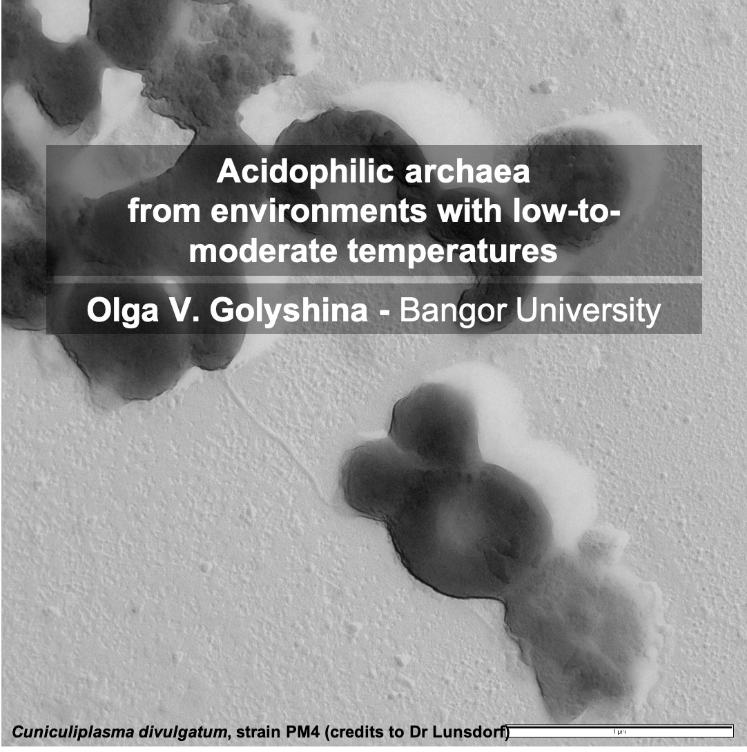 GeomicrobioNet's tweet photo. Already looking forward to tomorrow's seminar!... 

Olga Golyshina @CEB_Bangor @BangorUni will be discussing the archaea that thrive in mining-affected environments.

Join us Nov 19th, 12 GMT.
You can register here 👉 https://t.co/op50jnHRB4. https://t.co/bLhVAjMWn4