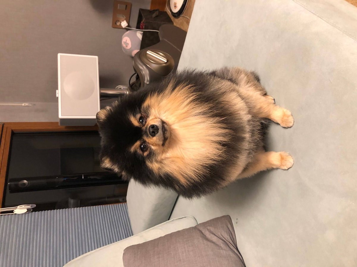 ﾖﾝﾀﾝ Twitter Search