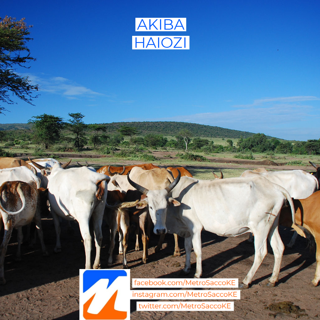 MetroSaccoKE's tweet photo. #Cattle #rearing is #CapitalIntensive but #profitable because of the huge #UnmetDemand for beef. #SaveUp to #BeefUp at our #Kajiado Town #branch or any of our other 7 #branches and 12 service centres across the country. #AkibaHaiozi https://t.co/kV6Ch0TPLZ