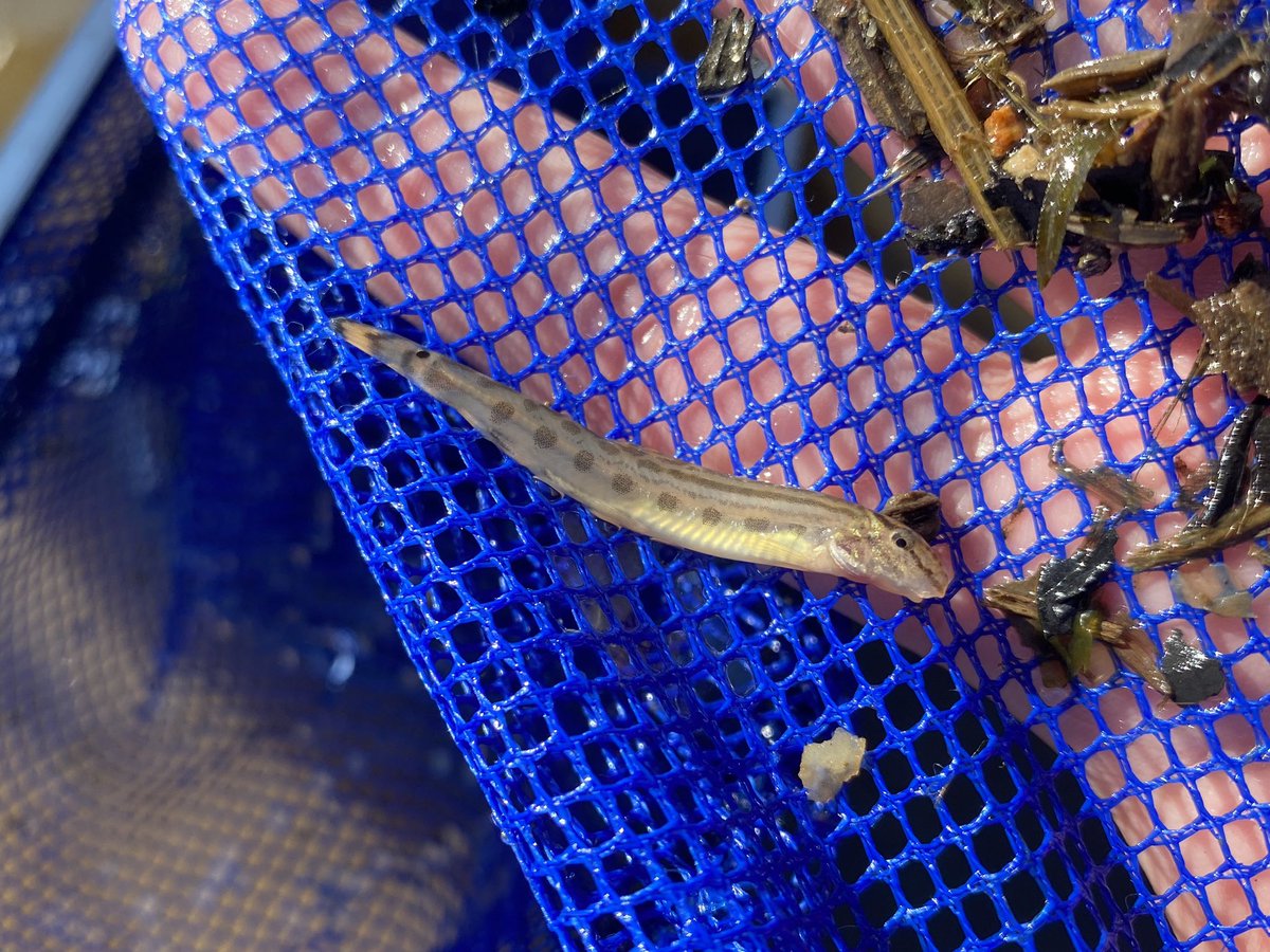 オンガスジシマドジョウ