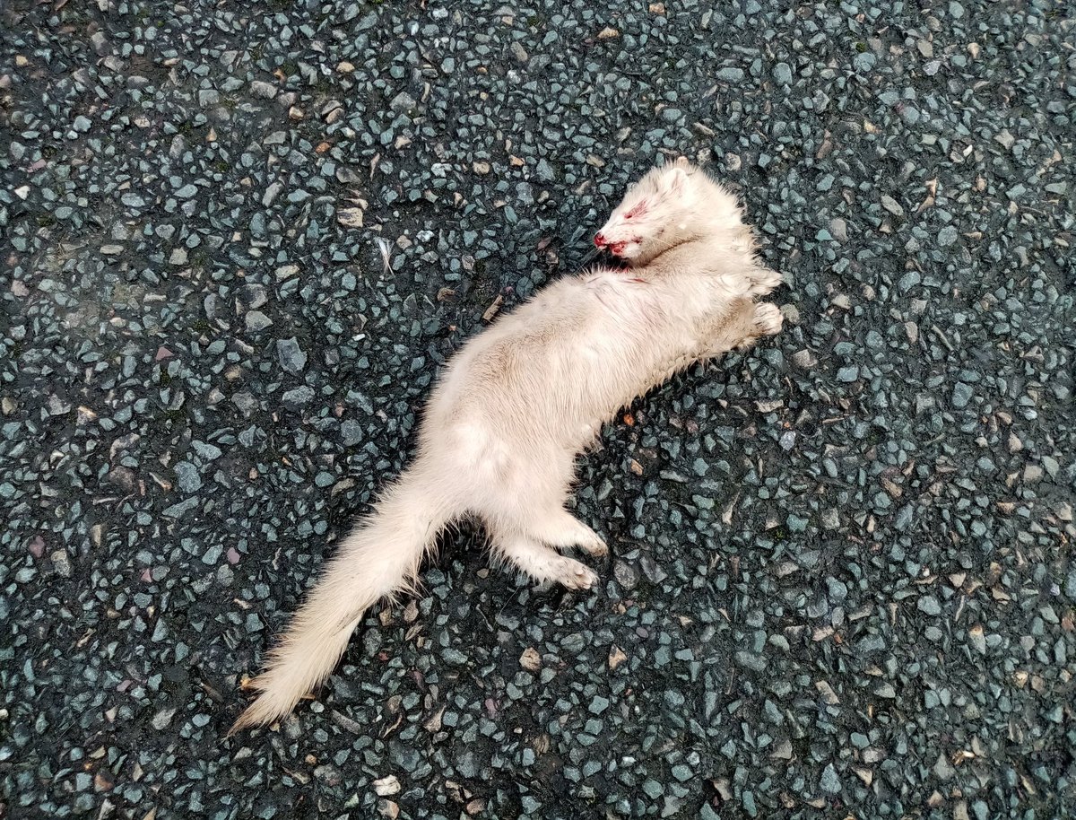 Karen McCabe on X: "I always move dead things off the road because I hate  the thought of just leaving them there to be squished 😔 Assumed this was a  kitten so