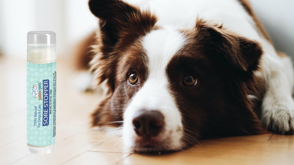 paleopets's tweet photo. 100% safe for humans but made especially for your pet, Sore Stopper transforms rough and scratchy paw pad as well as nose burns and cuts or scrapes all healthy and smooth.❤️ https://t.co/q52zJOZH8z