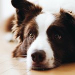 Photo by Paleo Pets ® Petcare (@paleopets)