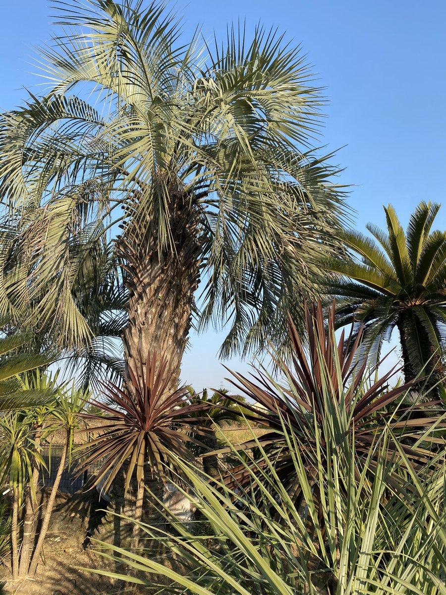 オーリー🇺🇸群馬ノマド釣りバカ日報 tweet media