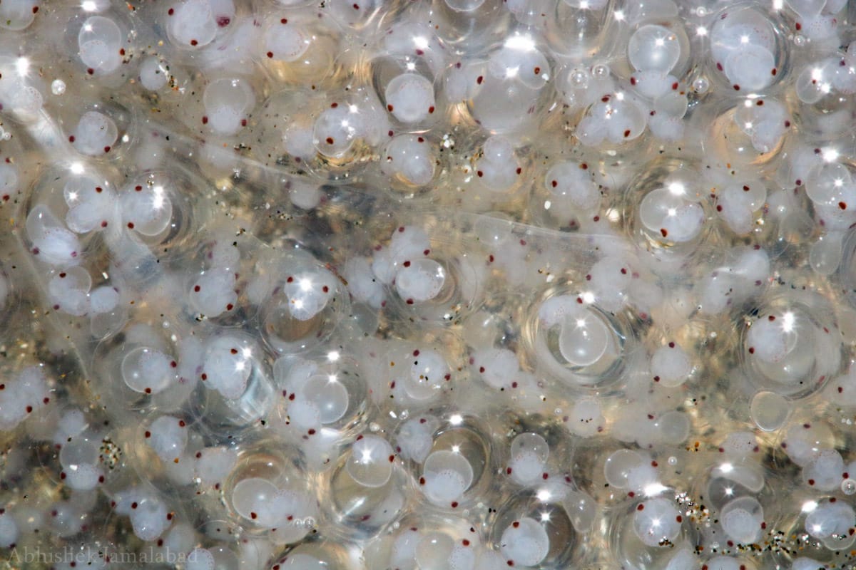 Marine Life of Mumbai tweet media