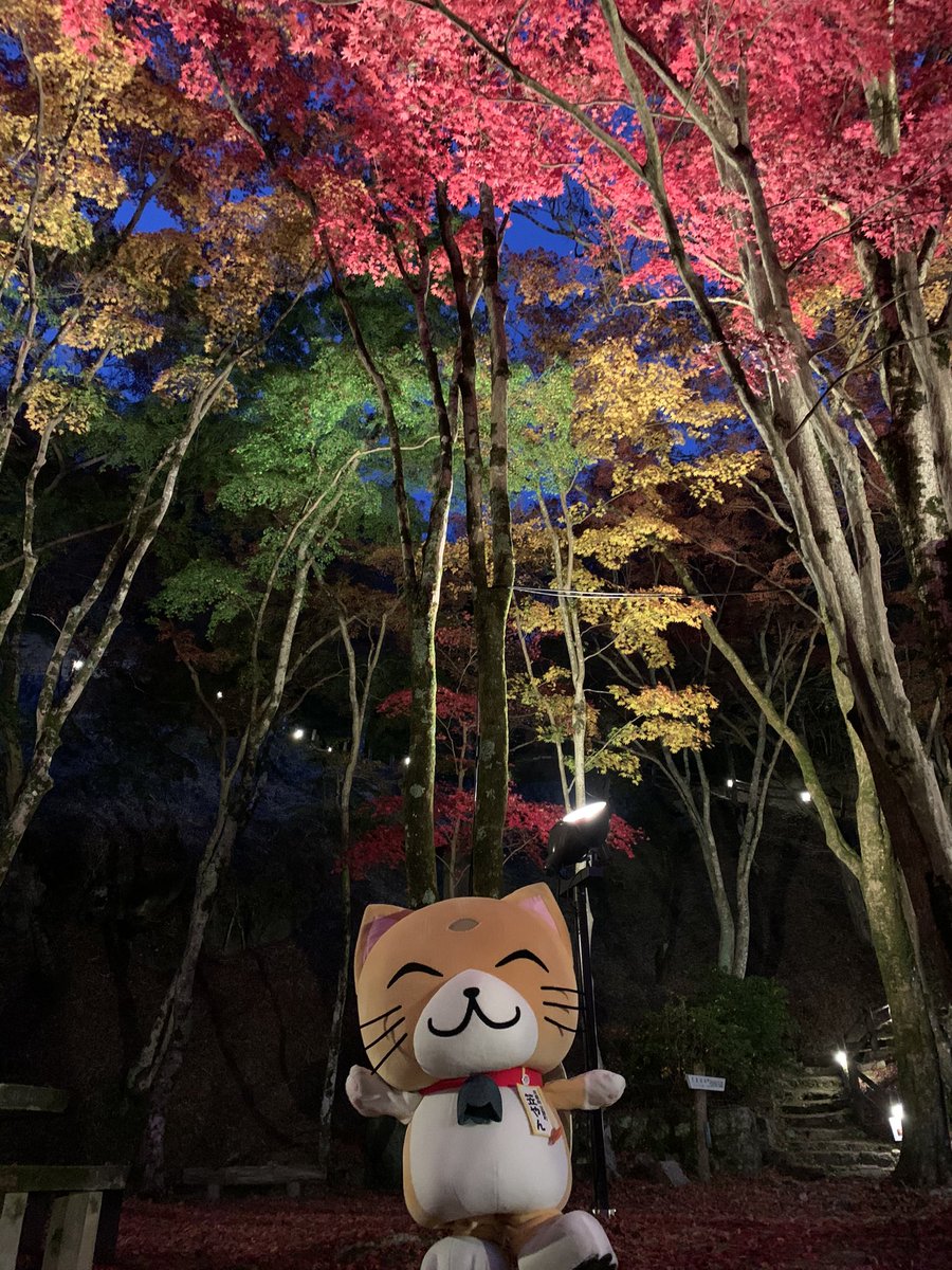 笠やん 公式 京都府 笠置町pr En Twitter ニャニャーン 笠置山もみじ公園では 11月30日 17時 21時 まで夜間ライトアップ実施中ニャー みんな是非笠置山に紅葉を見に来てニャー 笠置山もみじ公園 紅葉 京都府笠置町 笠やん
