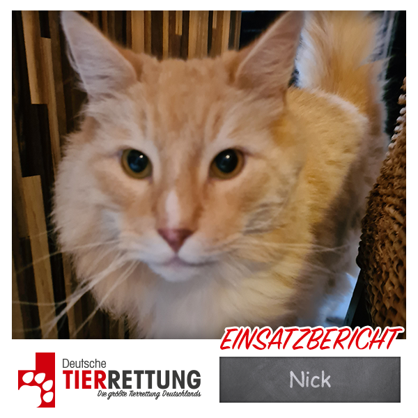 DtTierrettung's tweet photo. Tierrettung Einsatz: Nick in Gelsenkirchen - https://t.co/gVy09Uw2e4 https://t.co/cAf0TIaC4j