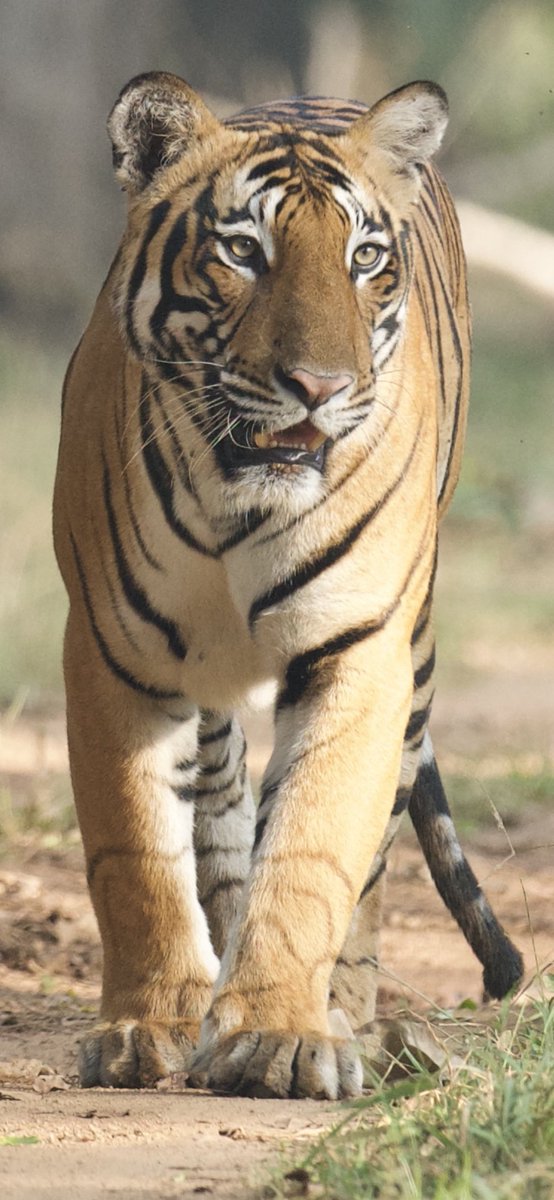 VishweshwarBhat's tweet photo. 48 years ago, on this day (18th November 1972) Tiger was declared as National Animal. Let’s save Tiger for posterity. 

Photograph : Vishweshwar Bhat
At : Kabini https://t.co/vj0UCMaff0