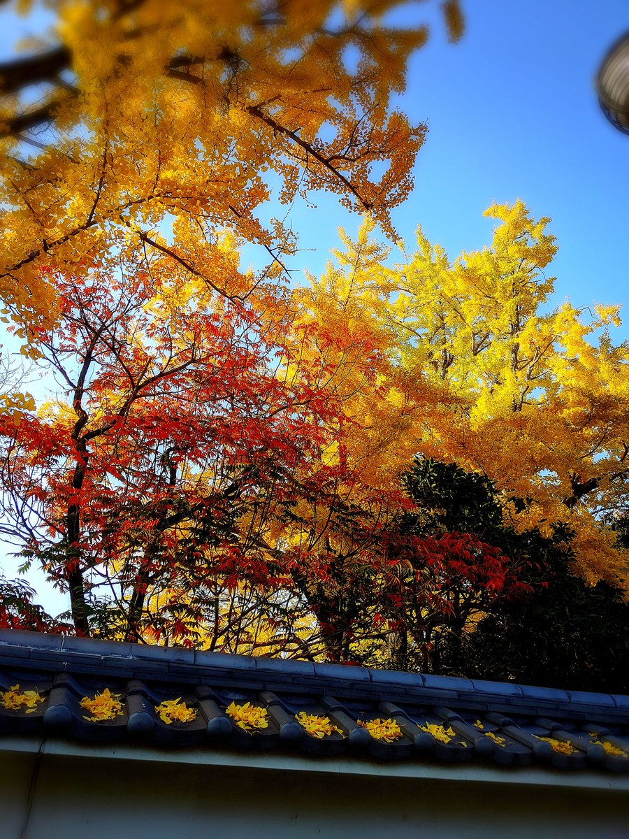 3103 岡崎公園の紅葉は黄色が先行中です 岡崎市 岡崎公園 紅葉 黄葉 徳川家康 しかみ像 まちへこりん 今日も岡崎 銀杏