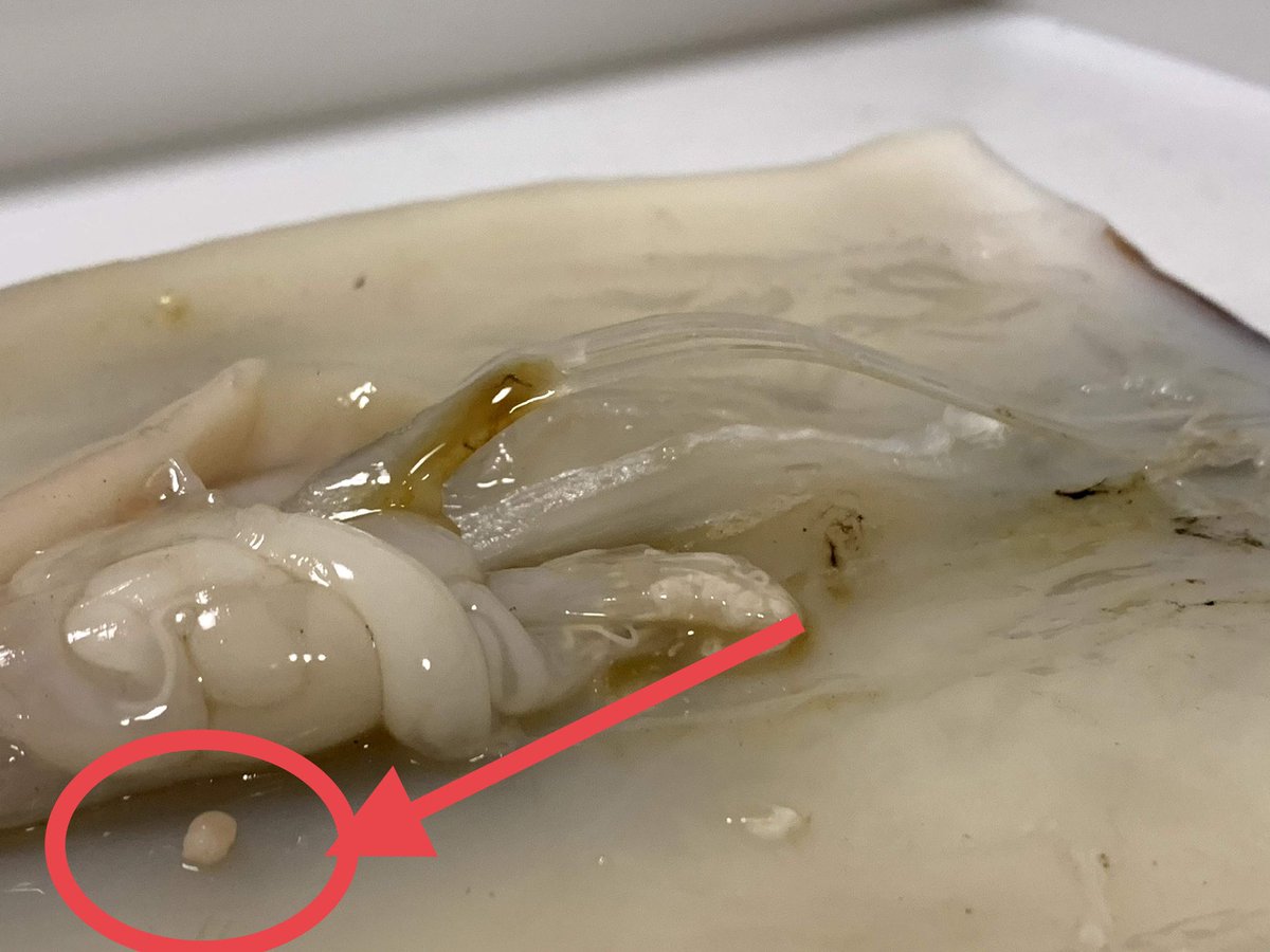 佐野まいける ニベリニアはあまり知られていませんが 数は多い印象です この白い筋はよく寄生虫と間違えられますが 雄の精莢 せいきょう です 中に精子が入っており 刺激を与えると飛び出します 生のまま口に入れると精子が口内に刺さりますので 佐野まいける ニベリニアはあまり知られていませんが 数は多い印象です この白い筋はよく寄生虫と間違えられますが 雄の精莢 せいきょう です 中に精子が入っており 刺激を与えると飛び出します 生のまま口に入れると精子が口内に刺さりますので