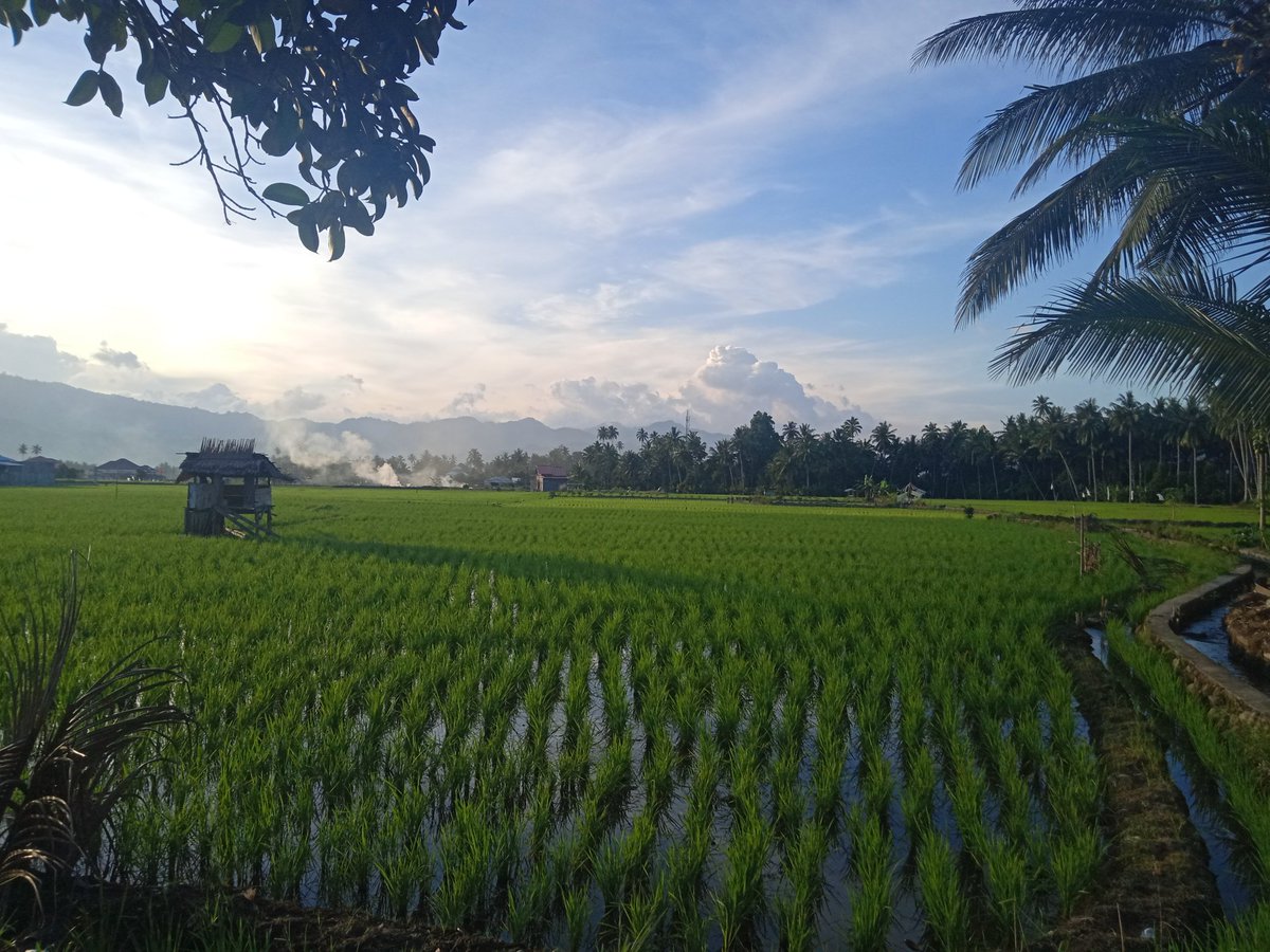 Dax_Mgp's tweet photo. Hijau di penghujung tahun. Sebelum kembali hilang dan dilahirkan. https://t.co/folL0IaBJM