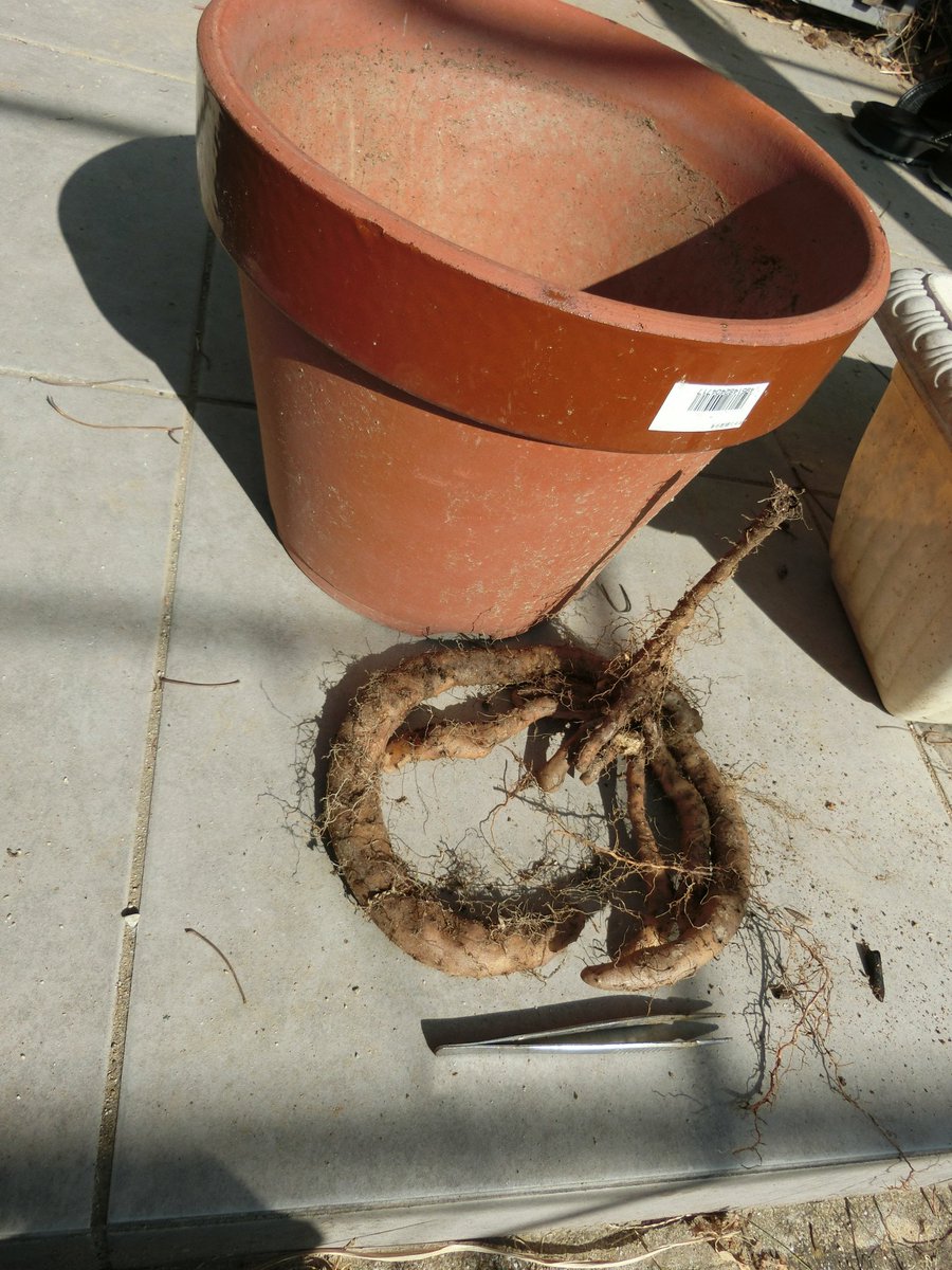 5cm盆栽 ついに収穫 鉢に植えるとドイツパンのプレッツェル状 プランター ペットボトル添えは 一応横には伸びました 成長良い方は突き当たって折り返し 結局容器が大きい程成長した様です 5cm盆栽 ついに収穫 鉢に植えるとドイツパンのプレッツェル状 プランター ペットボトル添えは 一応横には伸びました 成長良い方は突き当たって折り返し 結局容器が大きい程成長した様です