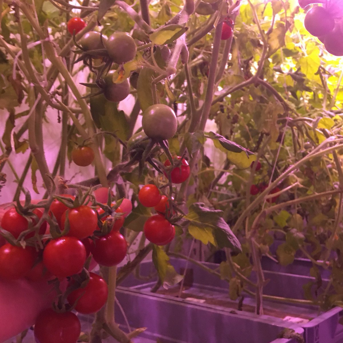 LettUsGrow's tweet photo. Today's #croplight is on tomatoes! Interested in finding out about some of the benefits & challenges of growing tomatoes aeroponically? Check back tomorrow for insights into growing salad, fruiting crops & more!
#verticalfarming #indoorfarming #aeroponics #farminguk https://t.co/IGTzU5V8K4