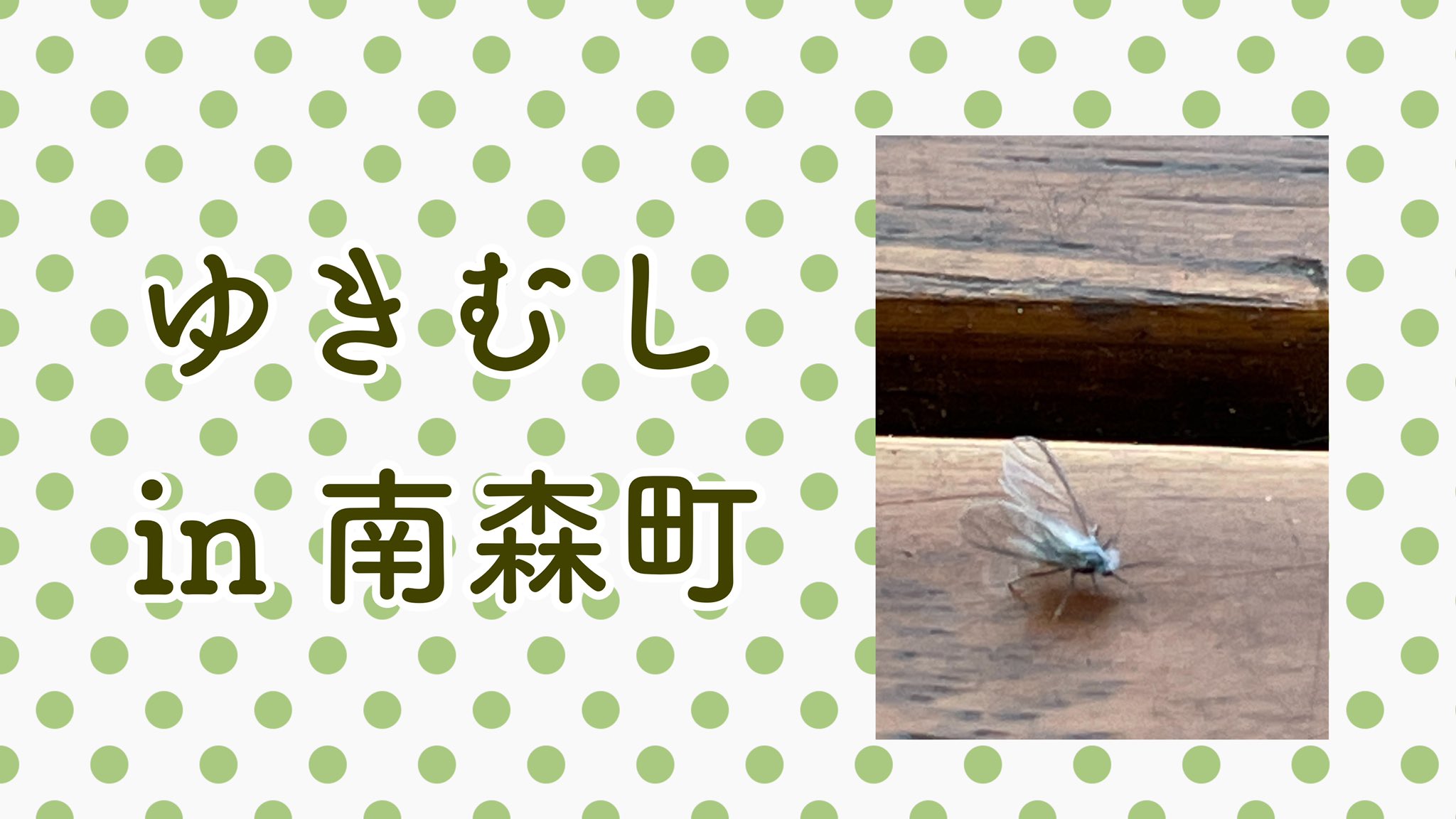 Mark E Music Mode 公式アカウント 虫さんが少し苦手な方は ご注意ください Mmm765 ゆきむし T Co V3vlqp5t Twitter