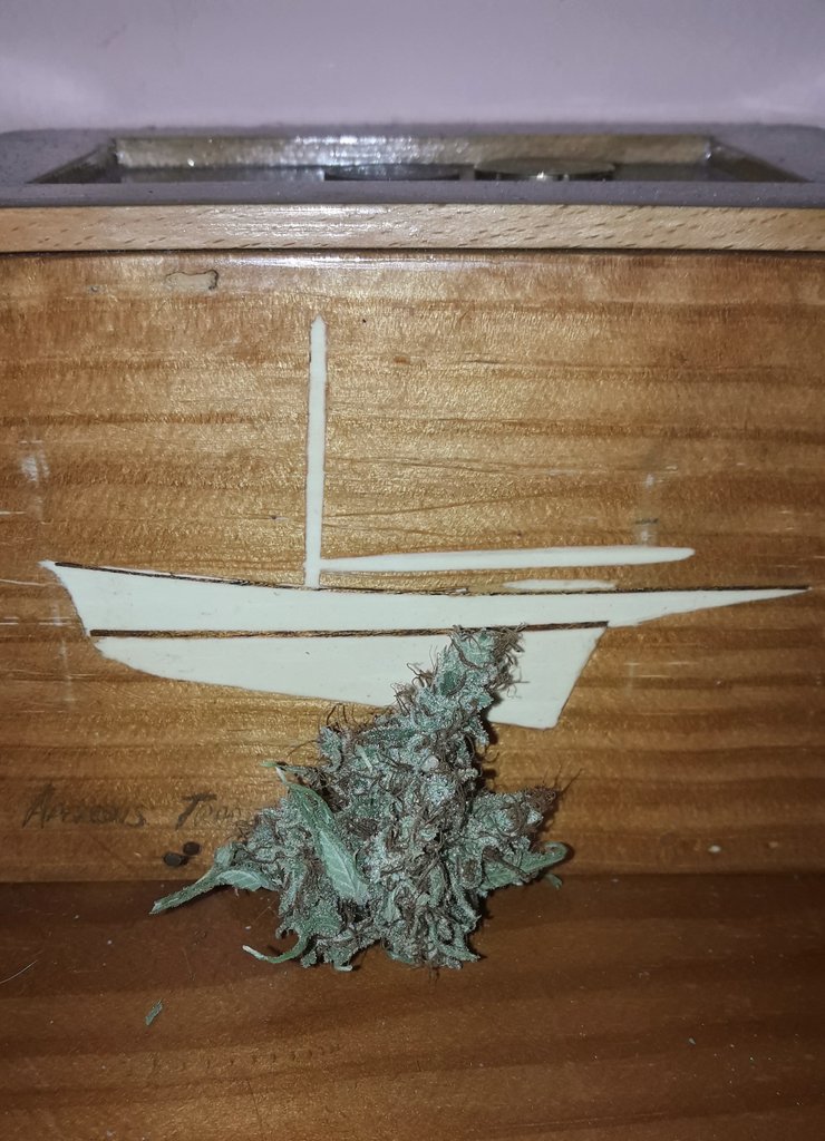 AdrycManellson's tweet photo. Weed Día Verde Mundo.
Espléndido Sol en #AdrycsCove, el #CatCropTeam a su calorcito es, #Bluewerry99 @GreenbudSeeds de #PruebasEstrésHídrico bien se recuperó,
Y mi Hada, junto a @Sophie_MJ @GiftsGreenwood @HempCropEs #Plagron @ProXL_Spain @tonenutrients y yo Deseamos Feliz.🧚‍♂️😎 https://t.co/P1L0FVbFvl