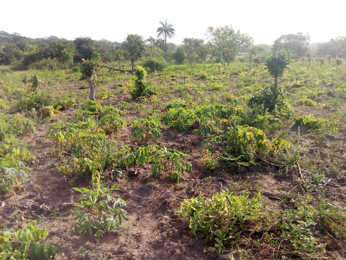 AgroHorlar's tweet photo. Our prayer is that God 🙏 help us secure our Cassava farm. They are doing well, and we are happy about their growth.
#2021 is a year of #suppluscity.
@MadedorVictoria
@jidkod
@agricincome
@Nig_Farmer
@CGIAR
@CassavaMatters 
@IITA_IFADCARE https://t.co/MO0TlxDbAT