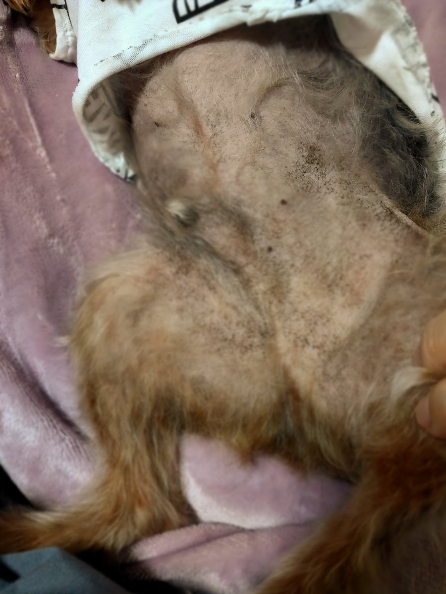 まい うずらとひじき 冬だしって手抜きしてたらマラセチア臭い 洗う 今日確認したらお腹ぶちカビてる 黒いブツブツはマラセチアのコロニーだったり汚れだったり 1回じゃ落ちないのでしばらくまた週2風呂かな 水虫みたいなもんだからしつこいわ 犬の