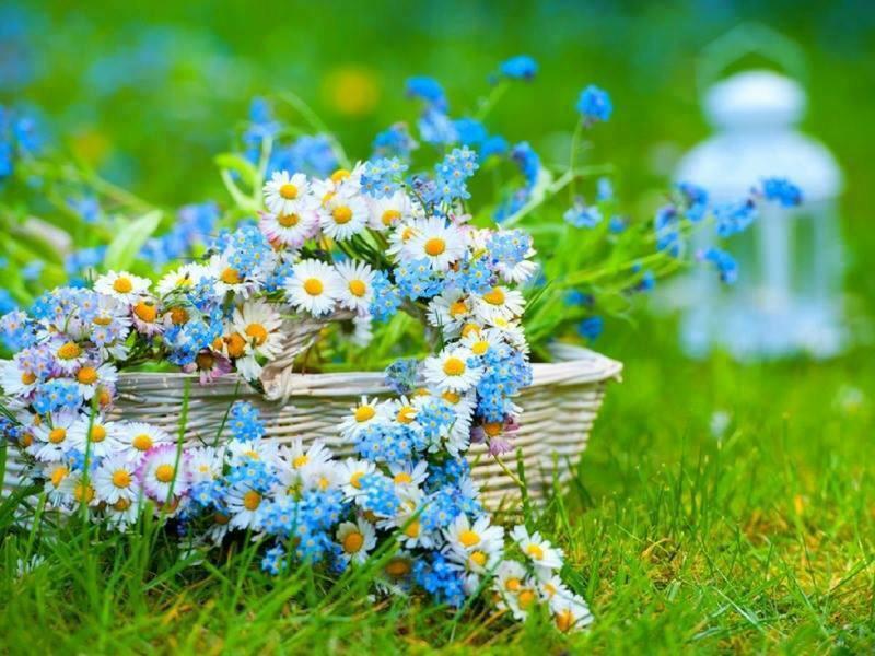 С днем рождения красивые природа. Полевые цветы. Летние цветы. Корзинка с полевыми цветами. Букет полевых цветов.