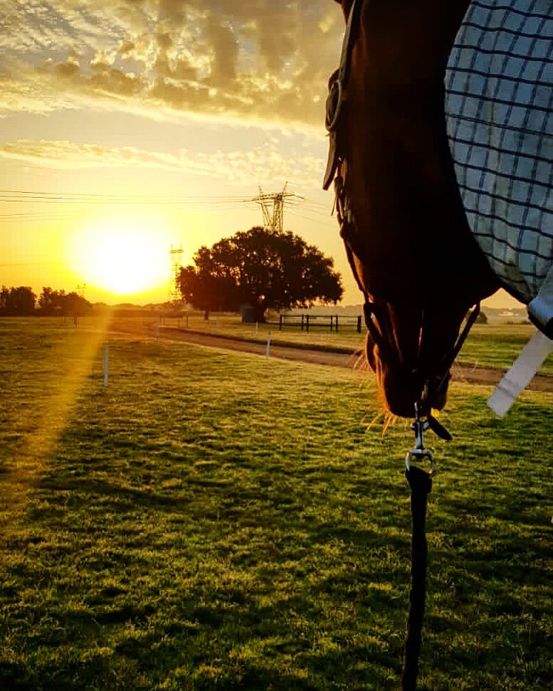 Beautiful photograph captured by #helentagg of Finduss PFB (loopy Lou) watching the sunrise at the @portugalwintertour - Hels is a diamond 💎