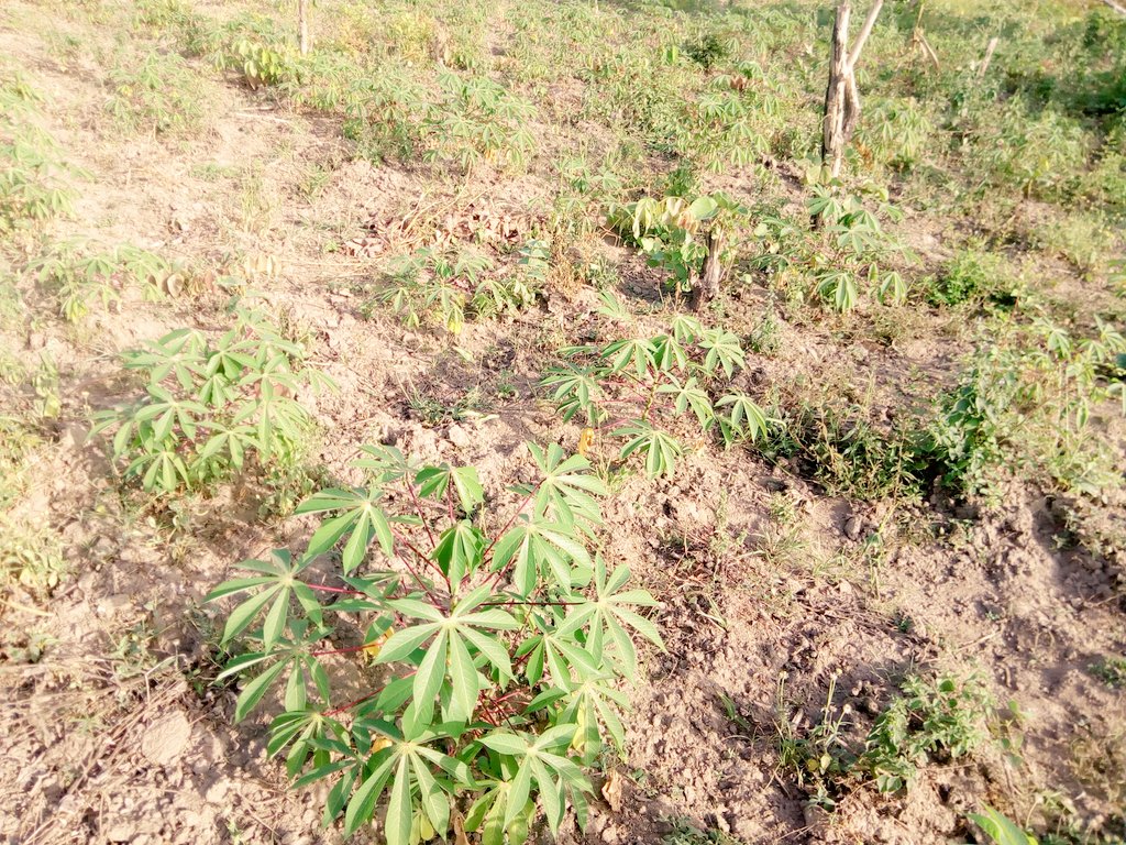 AgroHorlar's tweet photo. Our prayer is that God 🙏 help us secure our Cassava farm. They are doing well, and we are happy about their growth.
#2021 is a year of #suppluscity.
@MadedorVictoria
@jidkod
@agricincome
@Nig_Farmer
@CGIAR
@CassavaMatters 
@IITA_IFADCARE https://t.co/MO0TlxDbAT
