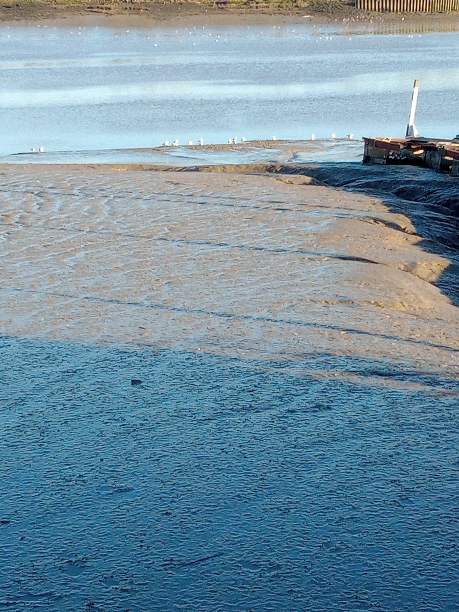 PittJAne's tweet photo. Super low gull tide, familiar call, eyes shut listening I could be in Morocco. There here.
#therehere #lowtide #medway #mudway #gulls #soundmemories #essaouira #atlanticocean #morocco #Maroc https://t.co/jR0rnC5z0V