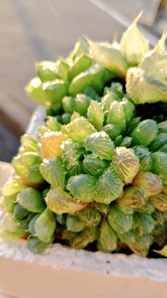 ハオルチア寄せ植え ハオルチア寄せ植え