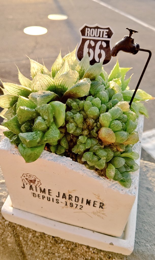 ハオルチア寄せ植え ハオルチア寄せ植え
