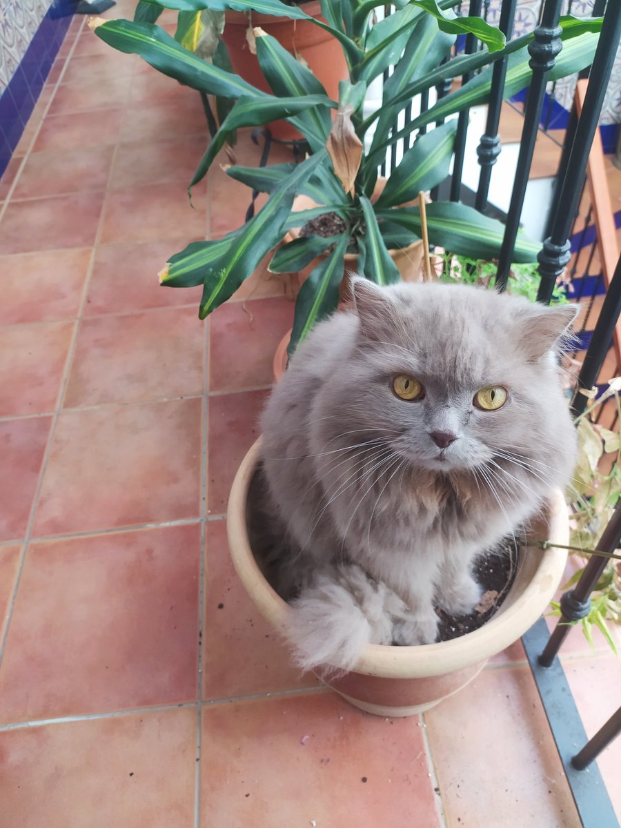 lauraarodrod's tweet photo. Ha crecido una planta super rara en una de mis macetas. ¿Alguien puede decirme qué tipo es? https://t.co/0E2eGTgZ3V
