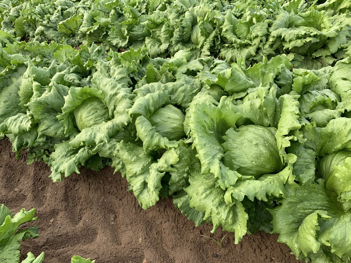 SeedWorldEU's tweet photo. Although not Frozen, Lettuce Go will stay in your head today, thanks to the new story about lettuce breeding in the EU-Read Part 1 (part 2 in 2021, so you don't have to wait too l) @SyngentaCropsUK @BejoZaden @MeridiemSeedsES @RijkZwaan @BASFAgro #Maraldi https://t.co/gDccVUxHFp https://t.co/StEiTmYaRR
