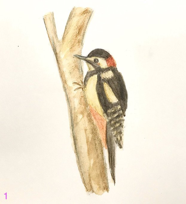 Jpirasutorbh0zn ダウンロード済み きつつき イラスト キツツキ イラスト フリー素材