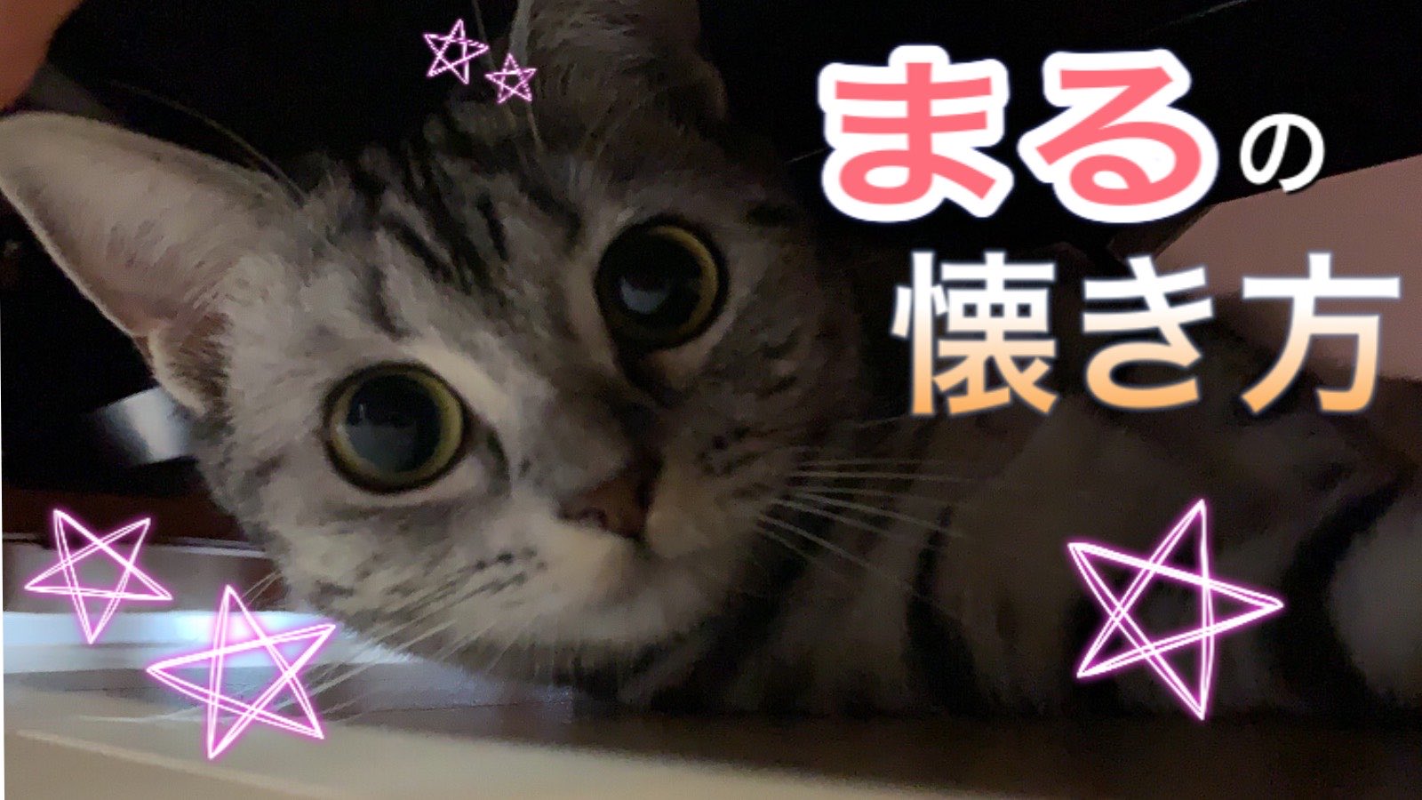 まるちゃんネル きょうのまるちゃんネルは 甘えんぼまるちゃん の 懐き方をご紹介します 猫 ネコ ねこ 猫がいる幸せ 猫好きな人と繋がりたい 猫好きな人と繋がりたい 猫がいる幸せ 猫のいる暮らし T Co Ym1youthsu T