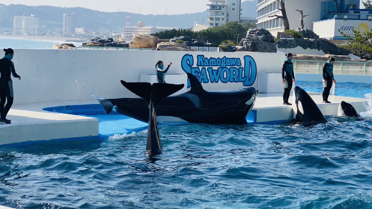 鴨川シーワールド シャチトレーナー 引退