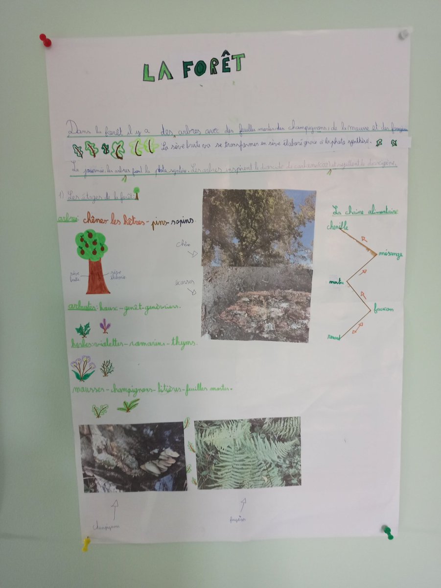 velorcey's tweet photo. Nos exposés réalisés après une balade en forêt https://t.co/HD55bP2gep