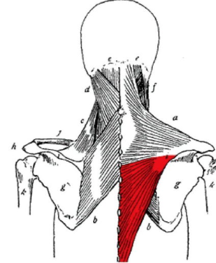 Focus on squeezing the lower trap muscles found in the center of your back. Pic is to help facilitate mind muscle connection.
