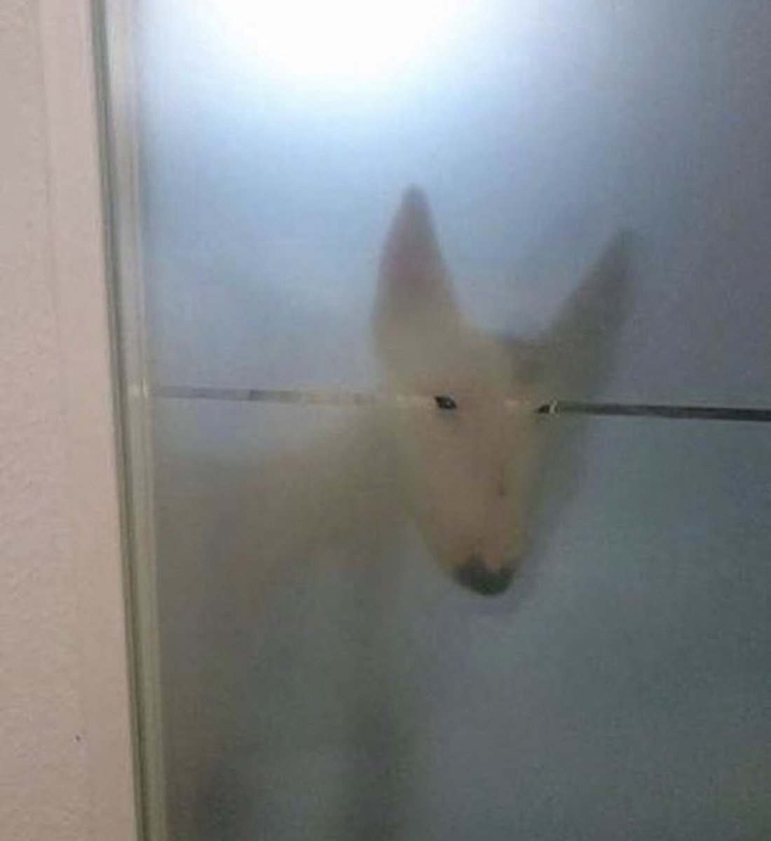 niko ništa:
komšije: