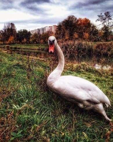 NasaPetrzalka's tweet photo. Na fotkách môžete nájsť naše petržalské labute, kvetinky, jeseň, či krásnu prírodu. Máte aj vy fotky z prechadzky? Ak sa chcete s nami o nej podeliť, tak neváhajte a pošlite nám ich a my ich zverejníme. 📷 😎 👍🏼 ❤️
#milujemepetrzalku #petrzalka #bratislava #labute https://t.co/Sibrlngynx